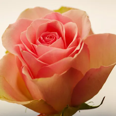 Zur Rose * 브로테로데