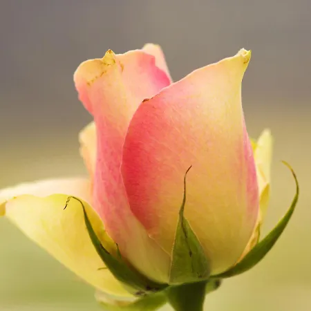 게스트하우스 Zur Rose *